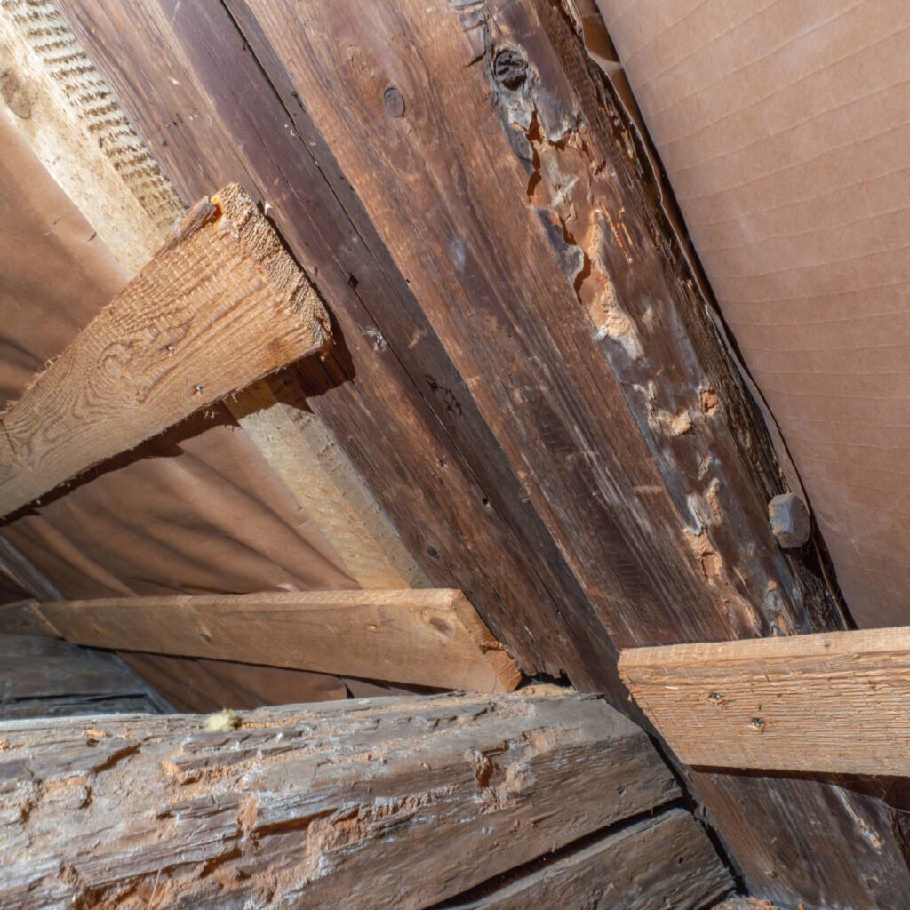 Holzfraß durch Holzschädlinge in einem Dachbalken