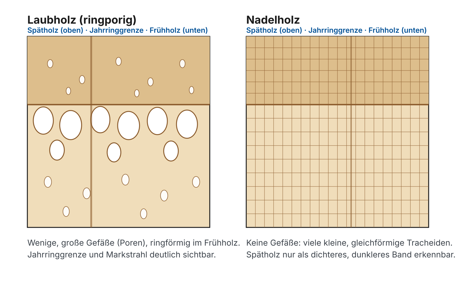 Schema der Holzquerschnitte: Laubholz mit großen Frühholzporen, Nadelholz mit gleichmäßig feinen Tracheiden