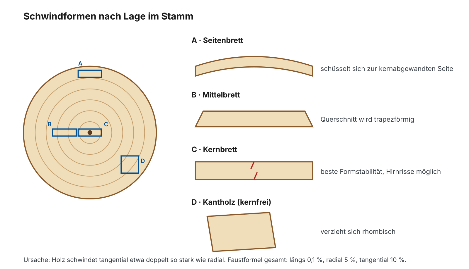Schwindformen nach Lage im Stamm: schüsselndes Seitenbrett, trapezförmiges Mittelbrett, formstabiles Kernbrett, rhombisch verzogenes Kantholz