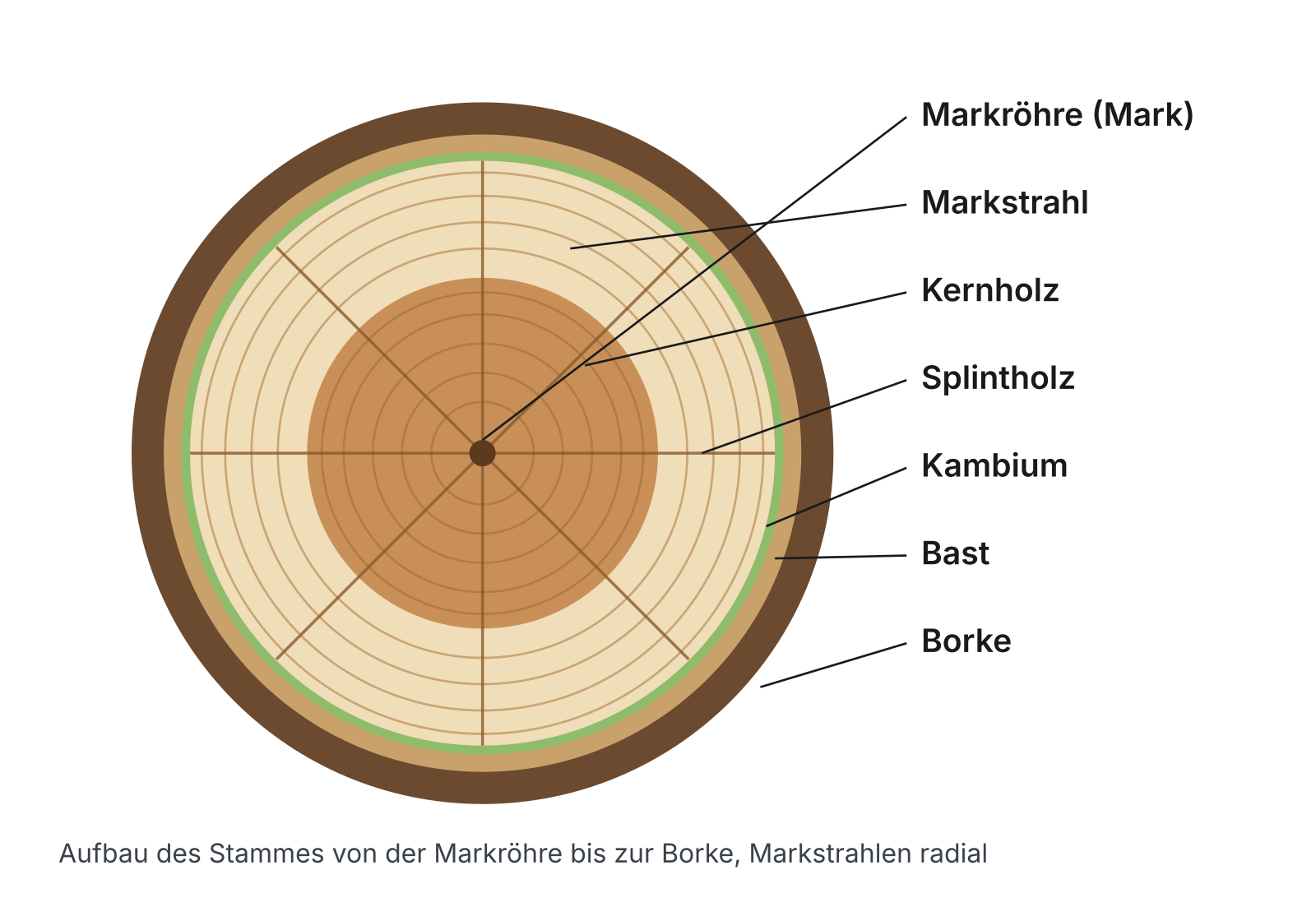 Schema einer Stammscheibe mit Markröhre, Markstrahlen, Kernholz, Splintholz, Kambium, Bast und Borke